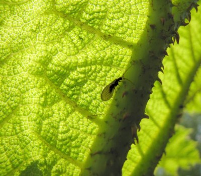Schlammfliege-unter dem Blatt-von-Gunnera-spec.JPG