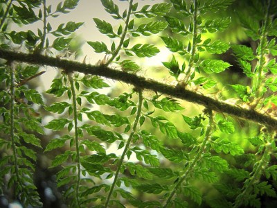 Polystichum-braunii.JPG