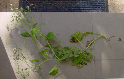 DSC00022.jpg