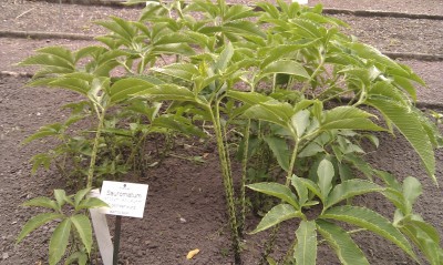 IMAG0485.jpg
