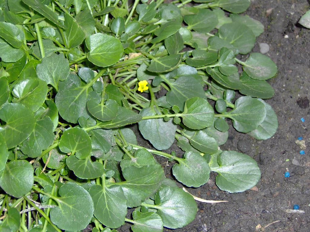 Bodendecker gelb · Pflanzenbestimmung & Pflanzensuche · GREEN24 Pflanzen &  Garten Forum