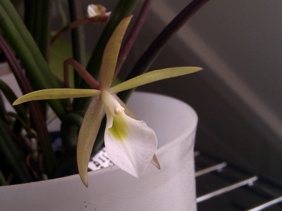 Brassavola cebolleta 2.jpg