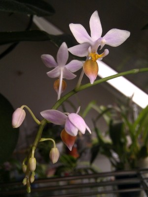 Phalaenopsis equestris orange 1.jpg