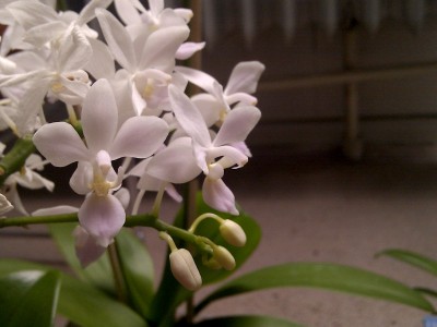 Phalaenopsis equestris weiß 1.jpg