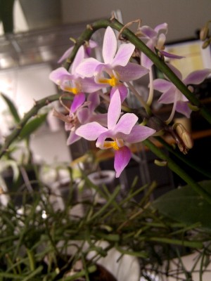 Phalaenopsis equestris rosa 1.jpg