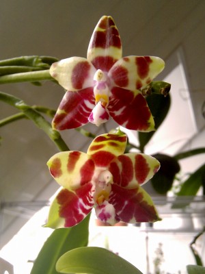 Phalaenopsis amboinensis 2.jpg