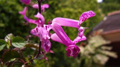 Engel v. Südafrika.JPG