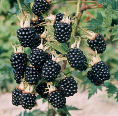 2189-Brombeeren.jpg