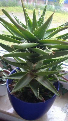 04082010062M.jpg