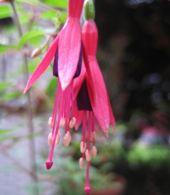 20100805_0001_7.JPG