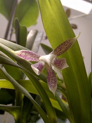 Anacheilium garcianum.jpg