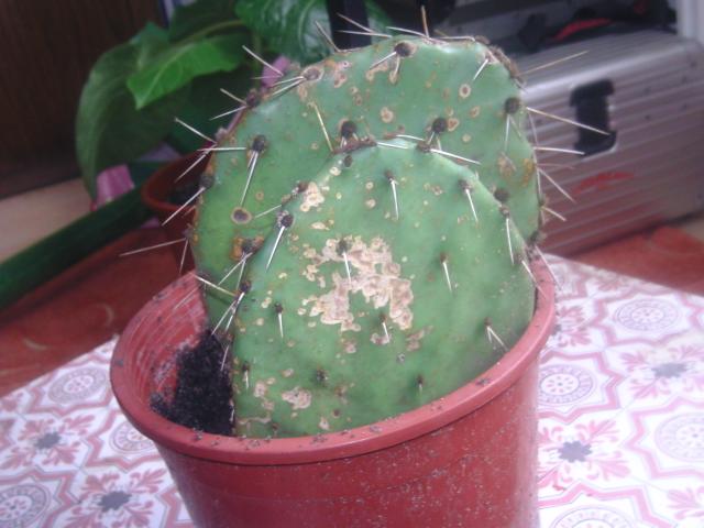 marginata marginata Dracaena marginata 17