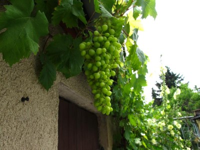 Königin der Weingärten.JPG