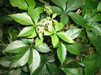 DSCF0109.JPG
