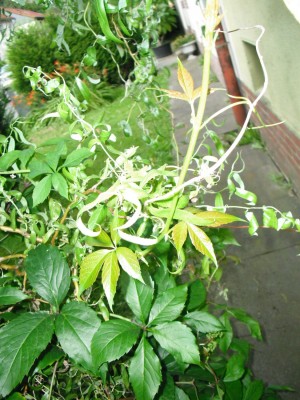 DSCF0110.JPG
