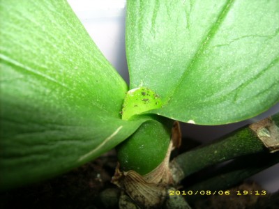 DSCI0002.JPG