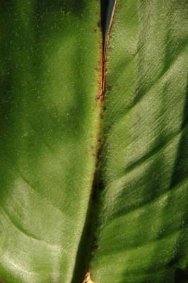 Srelizie 5.jpg