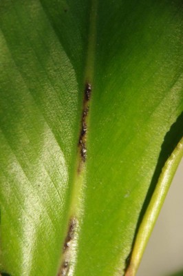 Srelizie 3.jpg