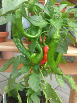 Pepperoni August.jpg