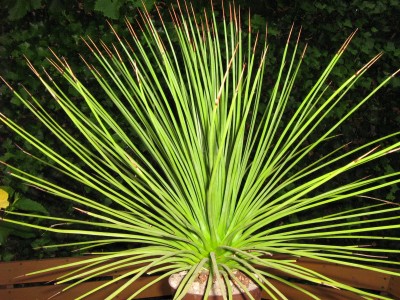 IMG_1956 Agave stricta.JPG