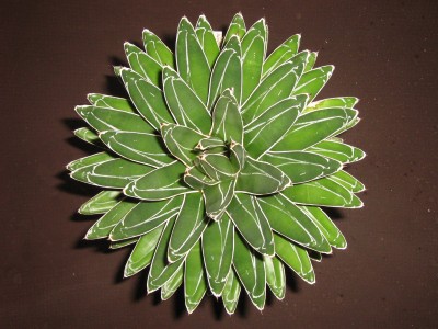 IMG_1948 Agave victoria-reginae.jpg