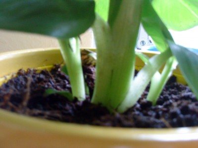 Bananenpflanze 004.jpg