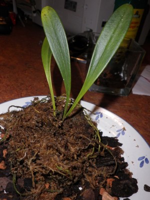 masdevallia2.jpg