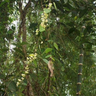 25. Unbekannte von Ecuador, Ranker 5A.jpg