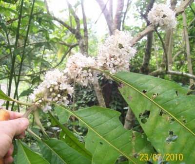 37. Unbekannte von Ecuador, Baum 2A.jpg