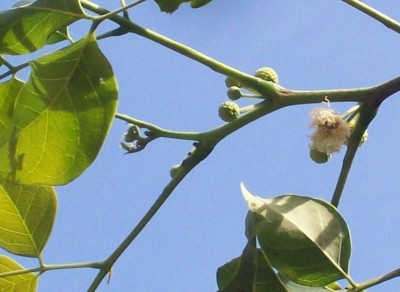 5. Unbekannte von Ecuador, Baum 3E.jpg