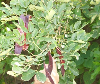 5. Unbekannte von Ecuador, Baum 3B.jpg