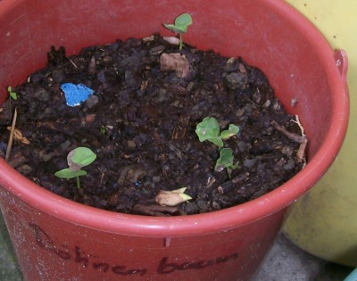 4. Unbekannte von Ecuador, Baum 4G.jpg