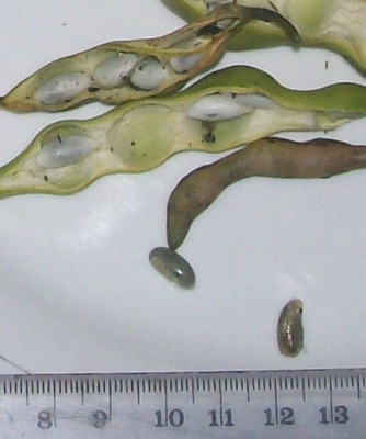 4. Unbekannte von Ecuador, Baum 4D.jpg