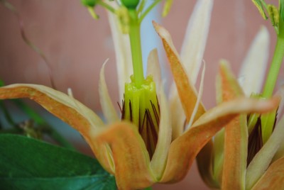 DSC_0077.JPG