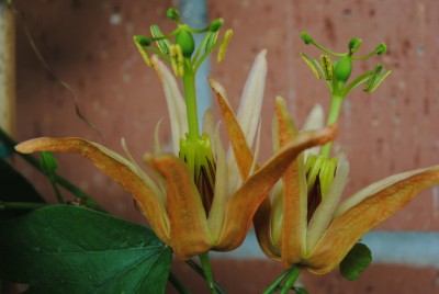 DSC_0075.JPG