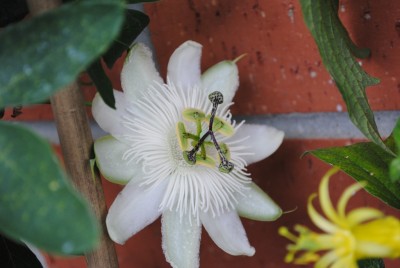 DSC_0104.JPG