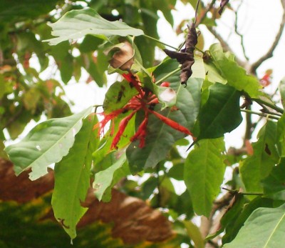 2. Unbekannte von Ecuador, Baum 5F.jpg