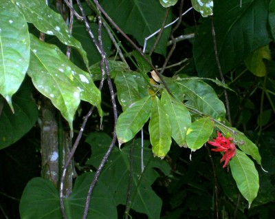 2. Unbekannte von Ecuador, Baum 5E.jpg