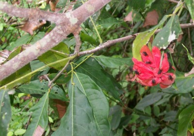 2. Unbekannte von Ecuador, Baum 5D.jpg