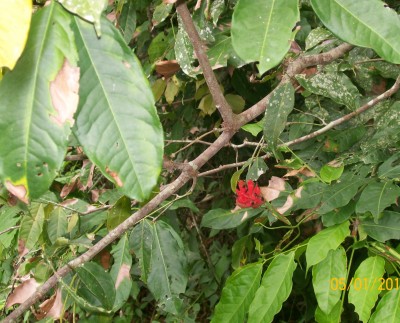 2. Unbekannte von Ecuador, Baum 5C.jpg