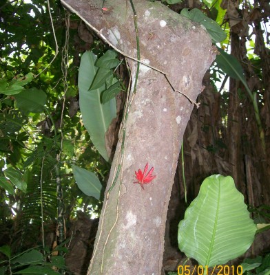 2. Unbekannte von Ecuador, Baum 5B.jpg
