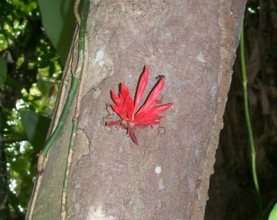 2. Unbekannte von Ecuador, Baum 5A.jpg