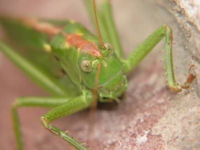 Grünes Heupferd - Tettigonia viridissima.JPG