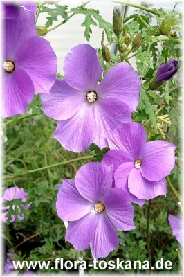 alyogyne_huegellii_5.jpg