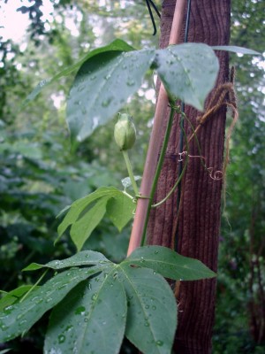 DSC05975.JPG
