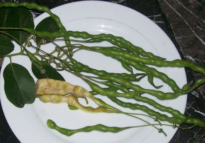 4. Unbekannte von Ecuador, Baum 4H.jpg