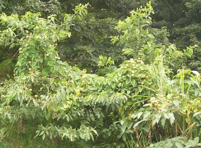 8. Unbekannte von Ecuador, Ranker 7A.jpg