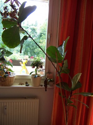 100_5343.JPG