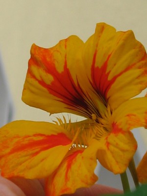 IMG_8335.JPG