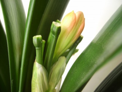 PICT1859 1.JPG